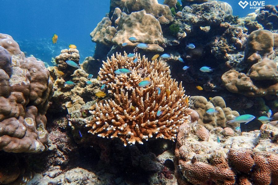 Surin Island By Sawanu